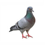 Vogelwering