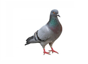 Vogelwering