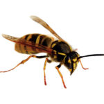 Vliegende insecten