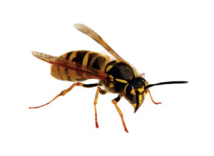 Vliegende insecten