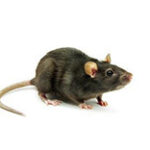Ratten